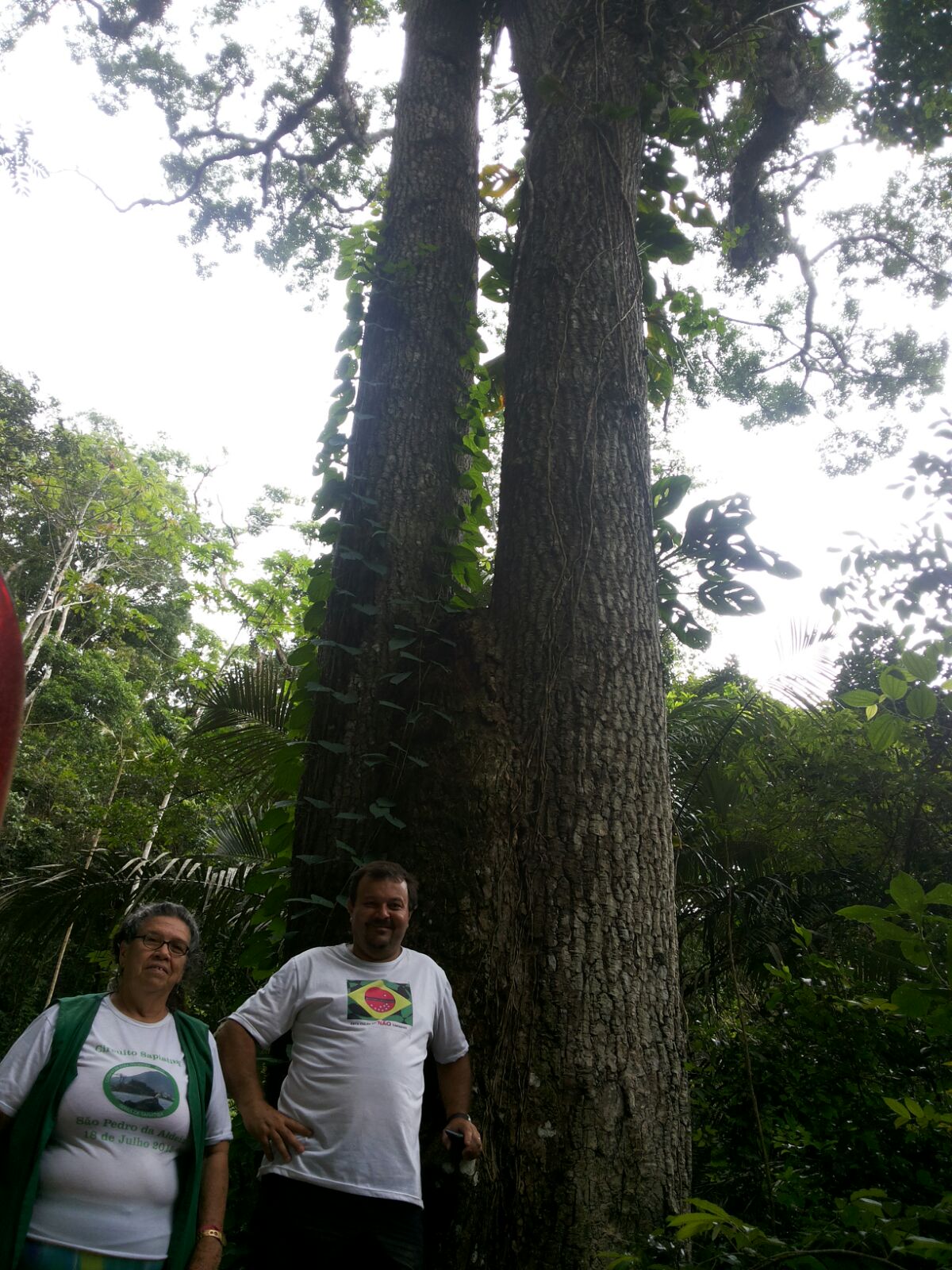 JEQUUITIBA DA SERRA.jpg